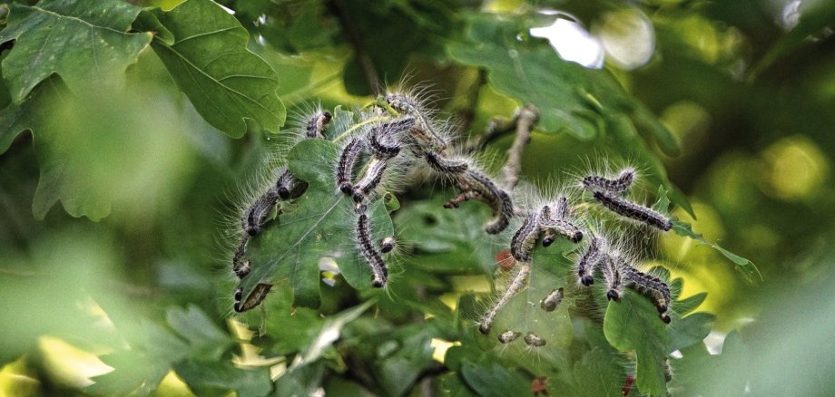 Oak processionary moth