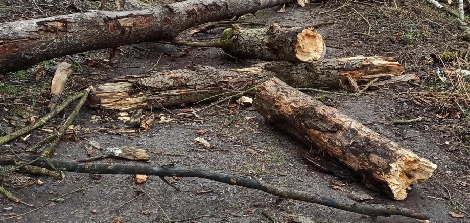 Weiterhin Gefahr auf Wald- und Wanderwegen