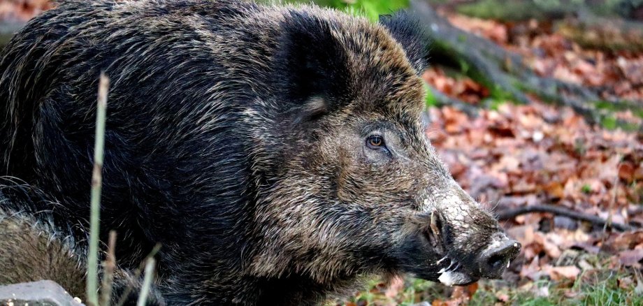 Wildschwein