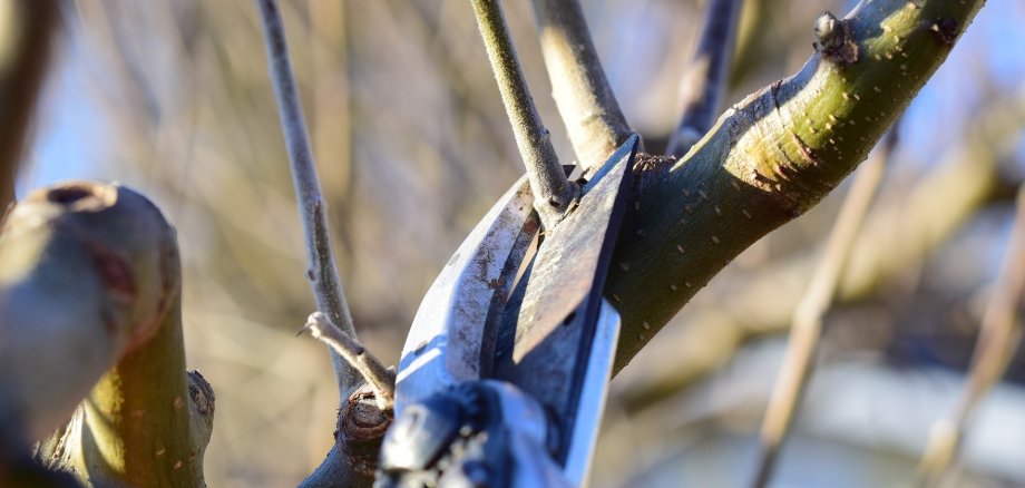 Ein Baum wird mit einer Gartenschere beschnitten.