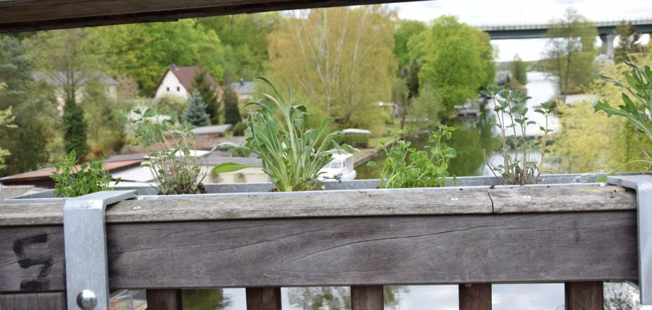 frisch bepflanzte Blumenkästen an Peter-Lübke-Brücke; Quelle: Familie Burton