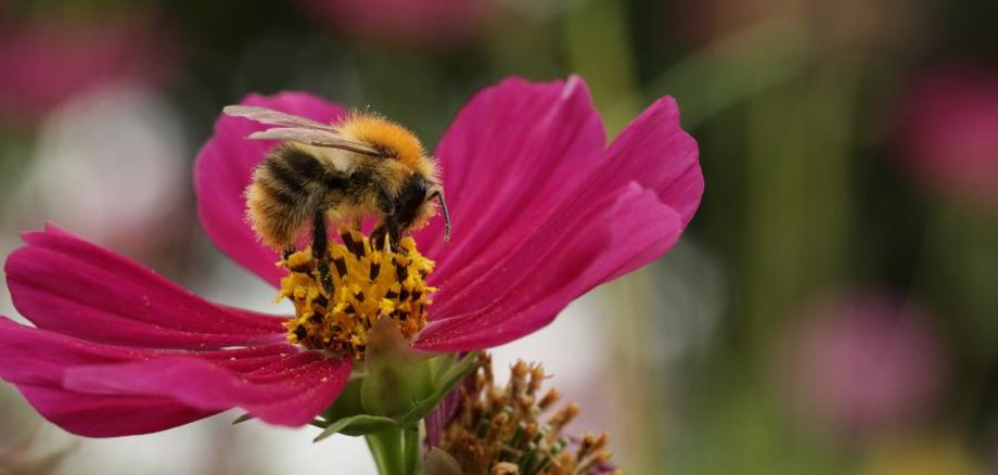 Eröffnung der Foto-Ausstellung " Artenschutz in Rüdersdorf. Insekten & Amphibien" am 28.01.2020