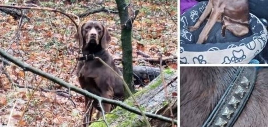 Zwei Fundtiere aus der Gemeinde